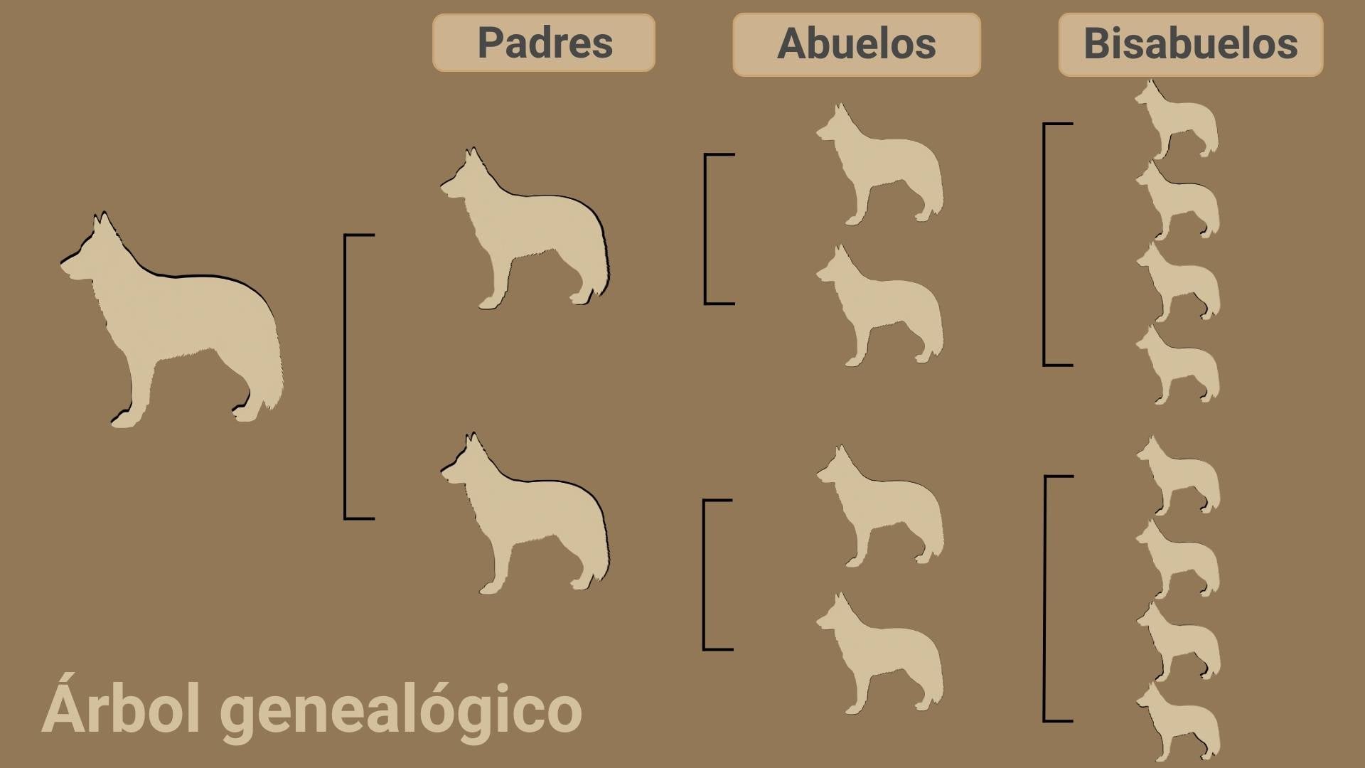 pedigree perro árbol genealógico